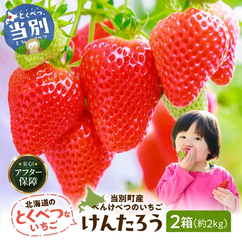 【2027年度産先行受付】当別町産べんけべつのいちご（けんたろう）8パック｜イチゴ 苺 北海道産 希少品種 朝どれ 北海道産 北海道 当別町