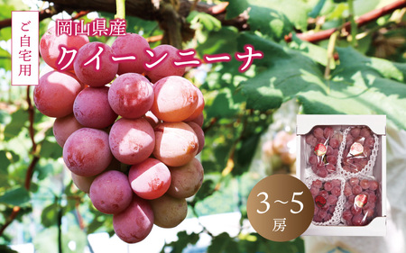 真庭市産 クイーンニーナ 2kg前後 / 【2025年9月中旬以降発送予定】数量限定 ブドウ ぶどう ご自宅用 岡山 真庭 葡萄 果物 フルーツ 新鮮 産地直送 家庭用 人気 【配送不可地域：北海道・沖縄県・離島】 (queennina02) 【jujiya015】