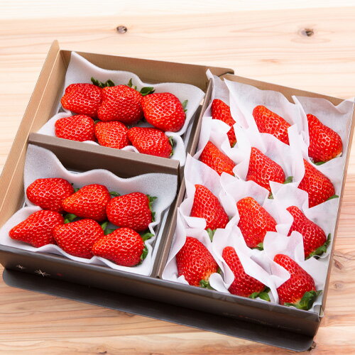 【ふるさと納税】【数量限定】いちごギフト紅ほっぺ ベリーズセット ／ 果物 フルーツ いちご イチゴ 苺 大粒 果実 オリジナル化粧箱 期間限定 伊豆の国 静岡 静岡県