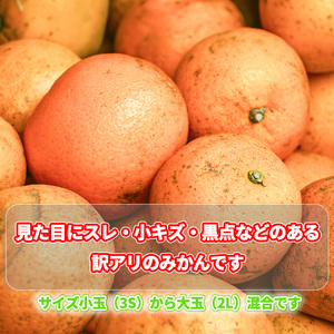 【11月から発送】訳あり 温州みかん 5kg  数量選択可 （ みかん ミカン 蜜柑 南柑20号 みかん 数量限定 みかん 愛媛県産 みかん 松山市 みかん 中島 みかん 温州みかん みかん 蜜柑 温