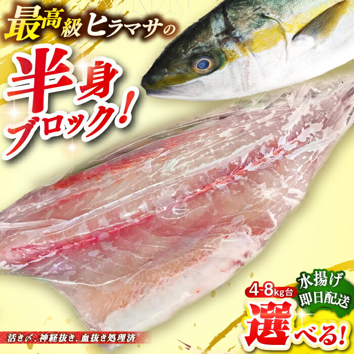 壱岐島産天然ヒラマサ（4キロ台・半身ブロック） 《壱岐市》【壱岐島　玄海屋】[JBS085] ヒラマサ 魚 刺身 煮物 カルパッチョ お寿司 35000 35000円 のし プレゼント ギフト
