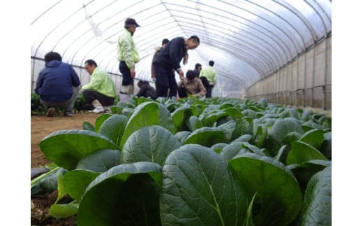 定期便 ３ヶ月 山口農園 有機野菜 おまかせセット＋カレー２箱 詰合せ 冷蔵 月１回 ／山口農園 有機野菜 伝統野菜 オーガニック ベジタリアン 定期便 カレー 無農薬 野菜セット 送料無料 無農薬 