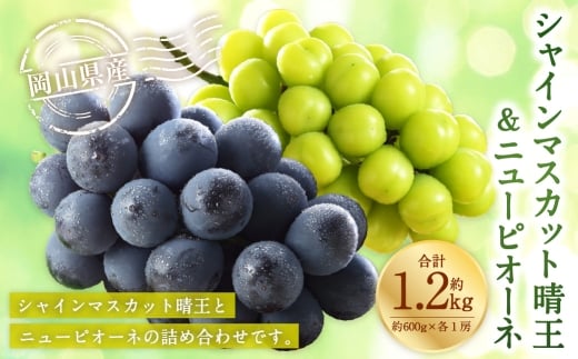 岡山県産 シャインマスカット 「 晴王 」 と ニューピオーネ 3Lサイズ 計約1.2kg ぶどう ブドウ 葡萄 くだもの 果物 果実 フルーツ 国産 マスカット 【 2026年8月下旬～9月下旬発送予定 】