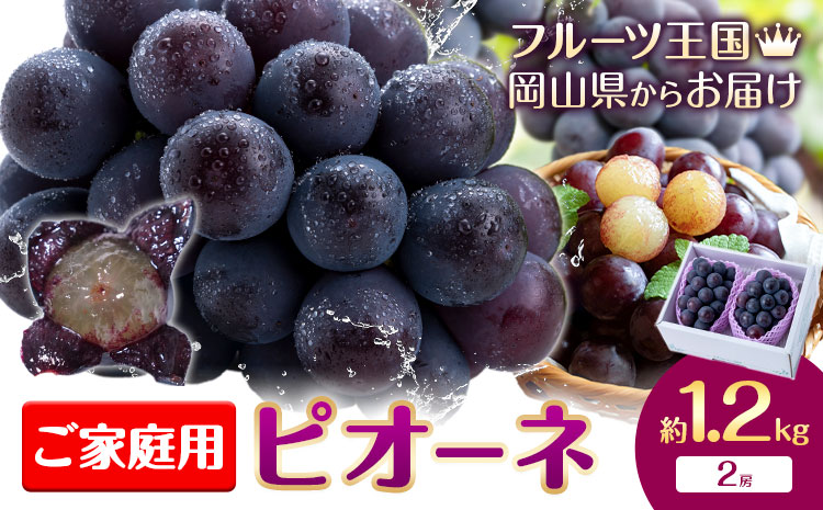 【2026年先行予約】ぶどう ご家庭用 ピオーネ 約1.2kg (2房) もりおか農園《2026年9月上旬-10月上旬頃出荷》岡山県 浅口市 送料無料 ぶどう フルーツ 果物 くだもの デザート おやつ【配送不可地域あり】