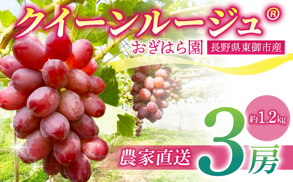 先行受付2025年発送【おぎはら園】農家直送！朝採れクイーンルージュ(R)３房（約１.２kg）※2025年9月下旬～10月中旬順次発送