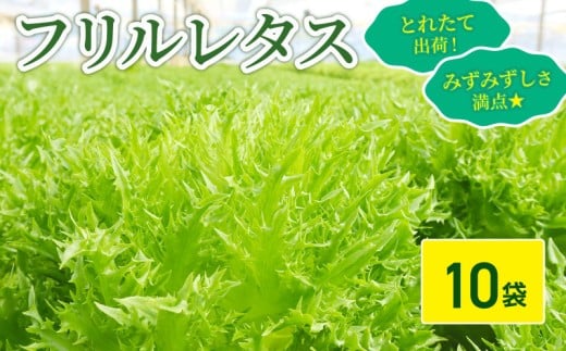 フリルレタス 10袋 セット 新鮮レタス フレッシュ レタス サラダ 野菜 やさい こだわり 産地直送 土壌栽培 新鮮 とれたて 採れたて 冷蔵 低カロリー ヘルシー レタスボウル 健康 弁当 食卓 ダイエット 千葉県 旭市 Farm Fujinaga ffn003