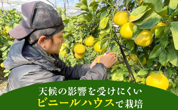 文旦 ぶんたん 土佐 柑橘 高知県産 フルーツ お取り寄せ 先行予約