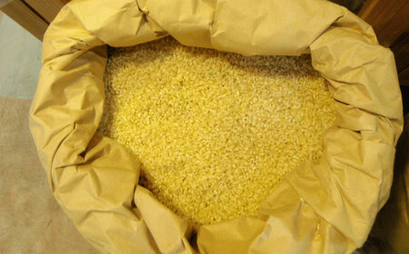 令和7年度産 栗東産 こんぜ清流米 コシヒカリ5kg / 白米 お米 ご飯 コメ 特別栽培米 近江米 / 栗東市 / レーク滋賀農業協同組合[BIBV008]