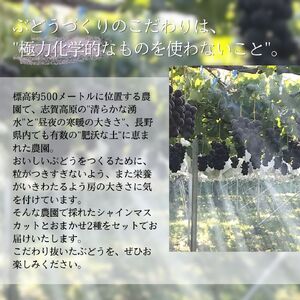 ぶどう シャインマスカット おまかせ2種 1.2kg ぶどう