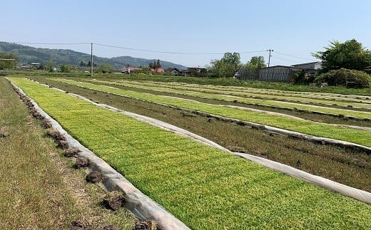【令和6年産 新米 先行予約】 【農薬使用量8割減】 特別栽