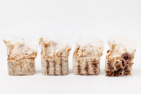 おうちで楽しむ　きくらげ栽培キット　きのこっ家【きのこ きくらげ 木耳 栽培 キット 菌床 1個】