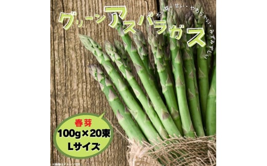 グリーンアスパラガス（春芽）100g×20束／Lサイズ