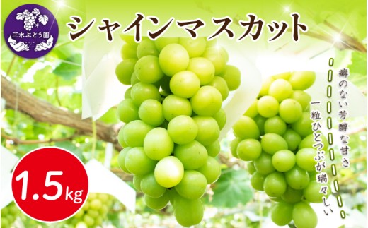 シャインマスカット 約1.5kg ＜出荷時期：2026年8月上旬～9月下旬頃＞ ぶどう 葡萄 マスカット フルーツ 果物 ゼリー ジュース アイス デザート スイーツ ケーキ グルメ 人気 贈答 プレゼント おすすめ 甘い 送料無料 三木ぶどう園 徳島県 阿波市
