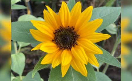 花 湘南のヒマワリ 切り花用 サンリッチオレンジ 10～15本 お花 フラワー 切花 生花 ひまわり 向日葵 植物 花束 家庭用 プレゼント 神奈川 藤沢