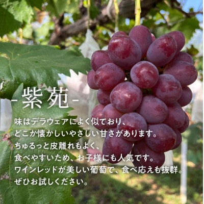 【きよとうファーム】ワインレッドの葡萄「紫苑(しえん)」特選品 3-5房/計2.4kg～(岡山県産)【配送不可地域：離島】