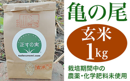 亀の尾 1kg 玄米 自然なお米 Oryza Jozucana Satonaya 新潟県胎内市城塚産 未検査米【正すの実】