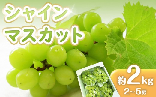 
                  シャインマスカット 2kg (2～5房)【葡萄 ぶどう マスカット フルーツ 果物 香川県産 数量限定】
                