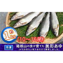 【ふるさと納税】箱根の水が育てた美形あゆ【冷凍 約1kg（10～16尾）】　魚貝類・鮎・アユ