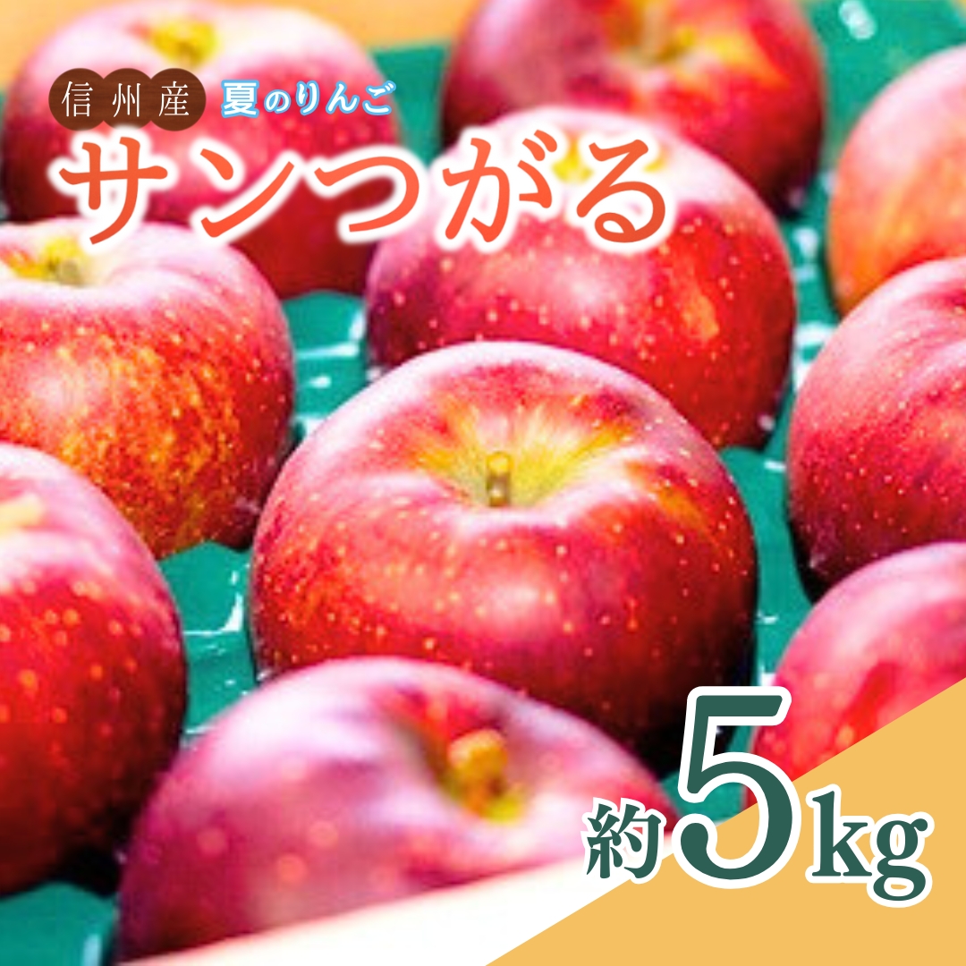夏のりんご サンつがる 約5kg | 信州りんご 長野りんご リンゴ 林檎 千曲市 長野県産 信州