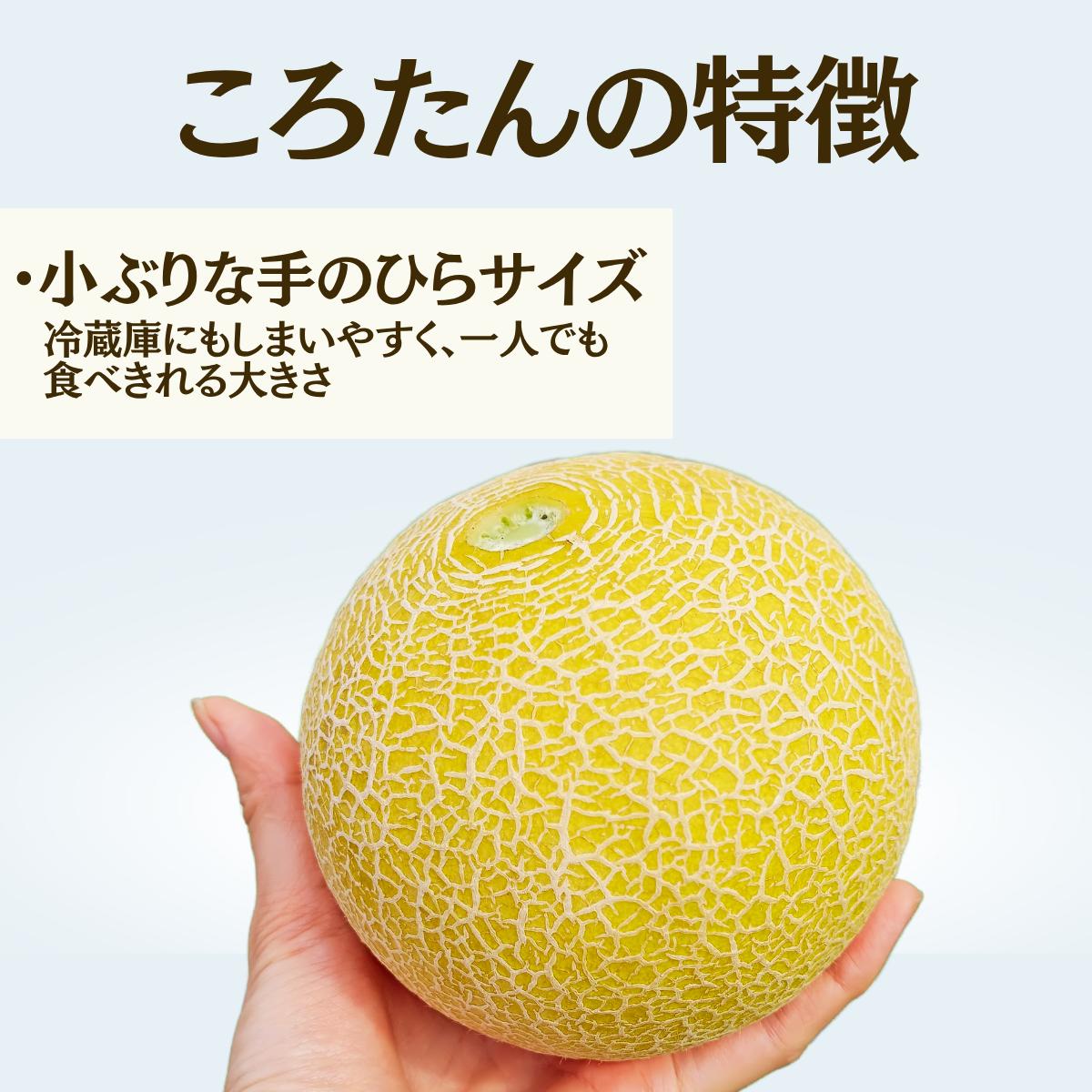 メロン ころたん めろん コロタン フルーツ 2玉 果物