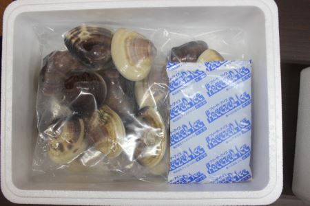 九十九里産はまぐり　特大2kg（およそ14~20粒） ※沖縄県、北海道、九州、離島への発送不可