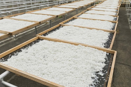 茹でたて釜揚げしらす　1kg(250g×4パック)【冷凍】 無添加・無着色 しらす シラス 釜揚げ 小分け 冷凍 【mar103f】