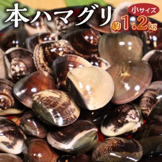 111-2　KKN水産　天然!! 有明海産の本ハマグリ（小　約1.2kg）