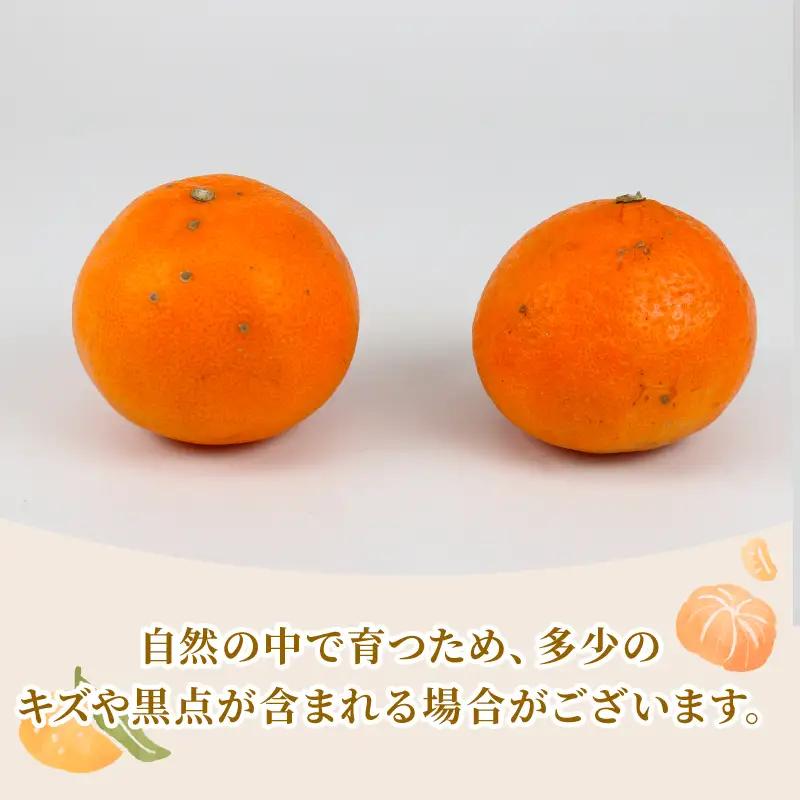 贈答用 ポンカン 5kg まるはま農園 みかん 先行予約 柑橘 果物 くだもの フルーツ ぽんかん 濃厚 甘い 甘味 蜜柑 美味しい 贈答用 贈答品 贈答 ギフト プレゼント ミカン 愛媛みかん 愛媛