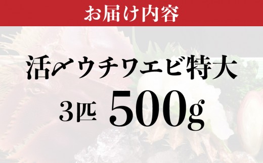活〆ウチワエビ特大 500g(3尾)｜国産 東洋町産 セット うちわえび 新鮮 海鮮 高知県 東洋町 四国 お取り寄せ 送料無料 S208