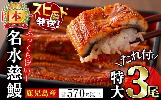 鹿児島県産うなぎ蒲焼 名水慈鰻 特大3尾(1尾190g以上)＜計570g以上＞　うなぎ 鰻 ウナギ 3尾 国産 蒲焼 かばやき 冷凍 真空 真空パック 無頭 うな重 ひつまぶし タレ 山椒 b1-023