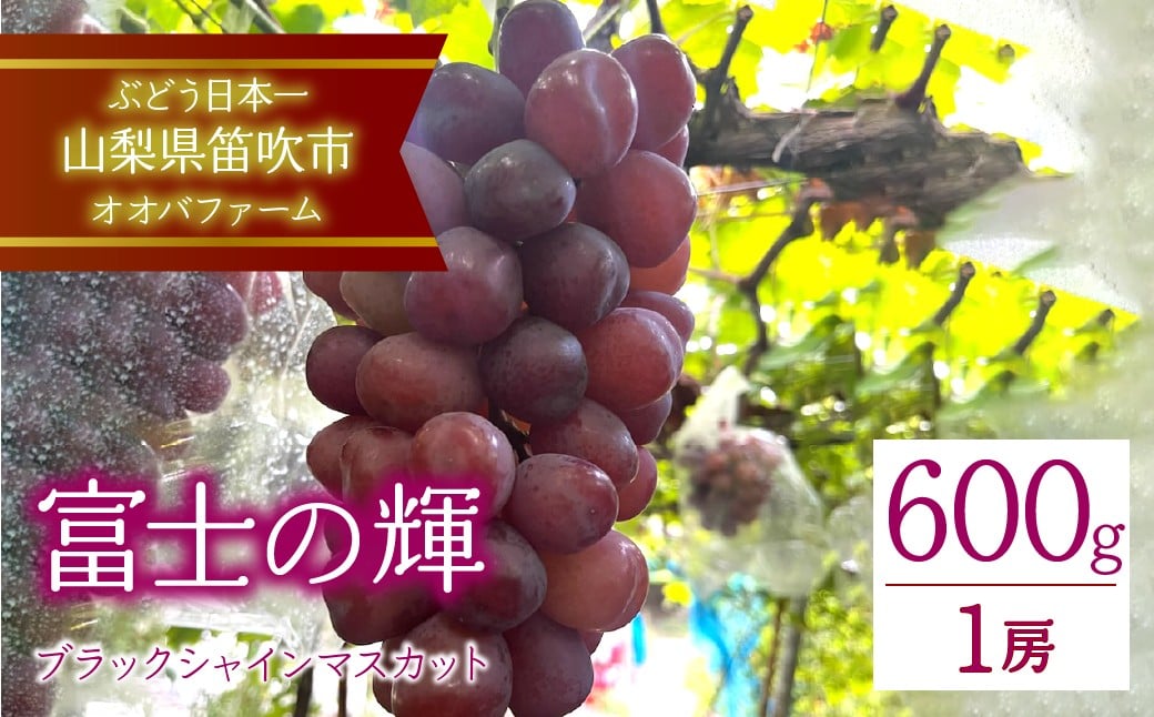 
            【2026年発送★先行予約】富士の輝（ブラックシャインマスカット）約600g以上 1房 092-013 ｜ぶどう 葡萄 笛吹市 ブラック ブラックシャインマスカット 希少 希少品種 富士の輝 新鮮 こだわり 皮ごと 種なし 種無し 高級 大粒 大粒品種 ジューシー シャイン マスカット 産地 発送 期間限定 国産 山梨県産 山梨県笛吹市 1房 富士 輝 高糖度 ｜
          
