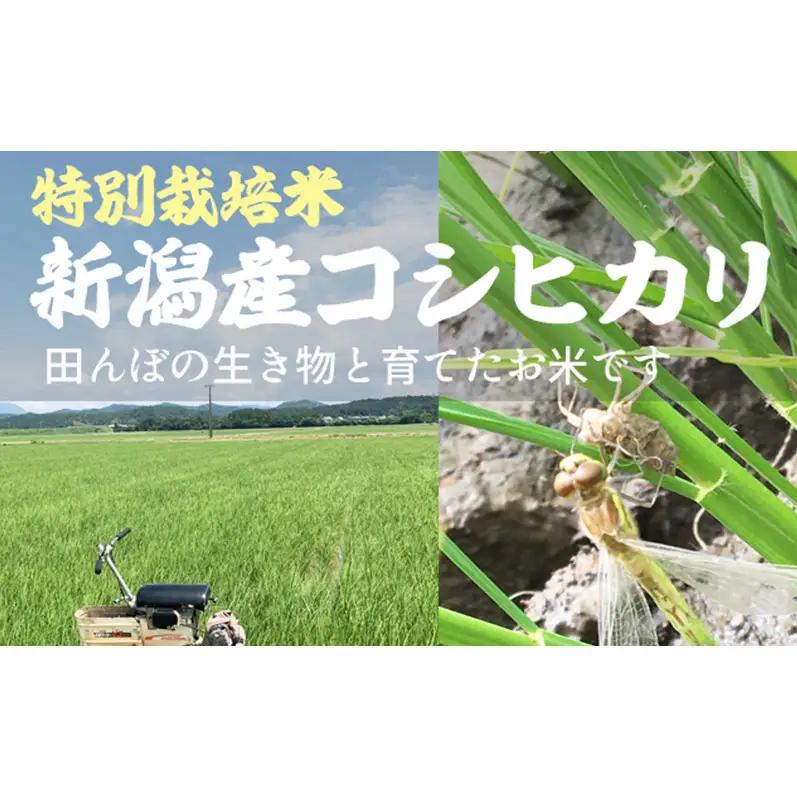 先行予約 令和8年 新米 新潟県上越市産 特別栽培米 コシヒカリ 5kg 5キロ お米 コメ こしひかり ふぁーむ大地