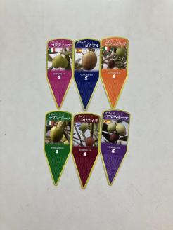 オリーブ アルベキーナ8号_BZ13 ※離島への配送不可