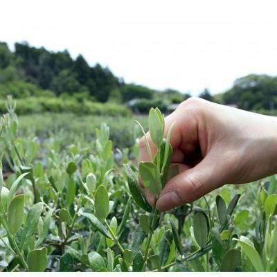 ふるさと納税 君津市 東京 オリーブティー(グリーン)粉末40g × 2個セット 160杯分 |  | 03