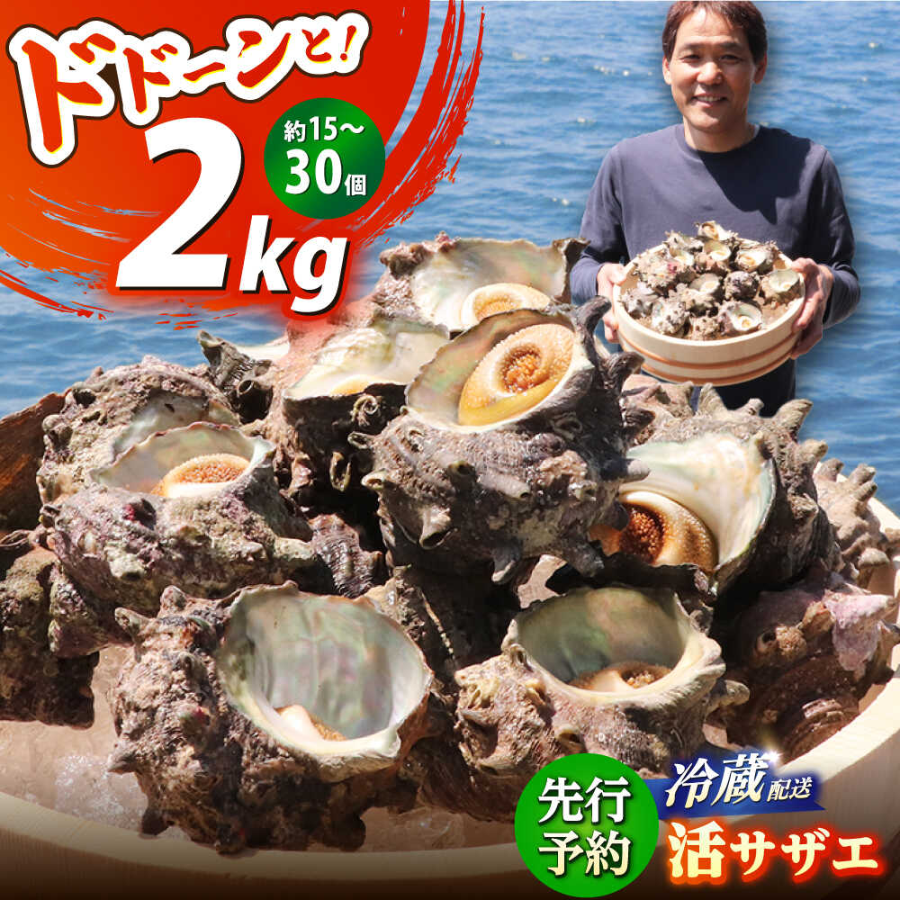 【先行予約】【期間限定】朝獲れ直送!若狭の天然活サザエ 2kg ｜貝 さざえ 酒の肴 おつまみ バーベキュー 2キロ