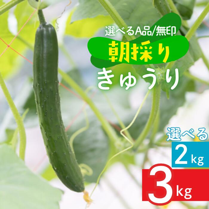【ふるさと納税】ファーム吉五郎　きゅうり