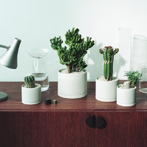 【観葉植物】MOLLIS 宇宙の木 KINTO インテリア 多肉植物 植物 室内 