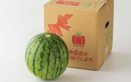 熊本県産 小玉すいか 1玉 1.5kg以上 【2026年5月上旬発送開始】 すいか スイカ 西瓜 くだもの 果物 フルーツ 国産