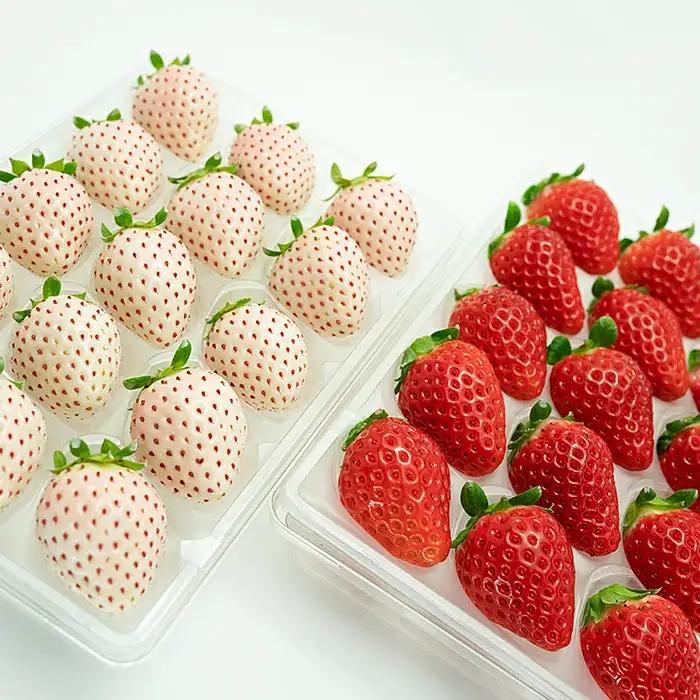 【2027年発送】佐賀県産 れんこんと紅白いちごのセット 苺 イチゴ 蓮根：B240-008