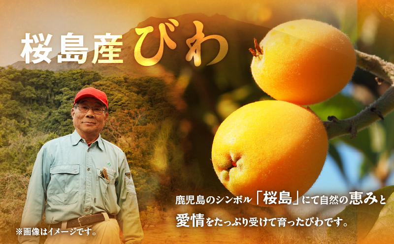 旬の朝採り！ 鹿児島 桜島産びわ 3箱（訳あり品）　K343-002_03