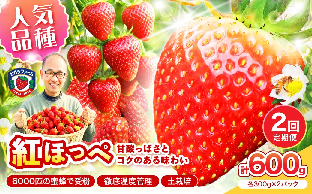 
                  【2027年1月～5月発送予定】【いちご本来の甘酸っぱさを味わう】定番人気 紅ほっぺ 約600g（約300g×2パック×1箱）2ヶ月定期便【配送不可地域：北海道・沖縄・離島】【121D-012-2027】
                