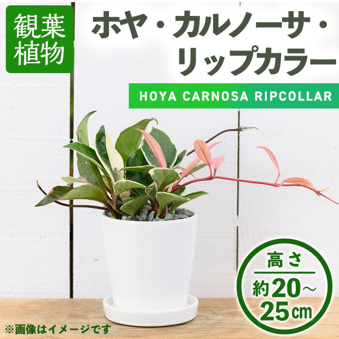 【ふるさと納税】＜観葉植物＞ホヤ・カルノーサ・リップカラー(3.5号) (陶器鉢・受け皿付) 観葉植物 植物 インテリア 開店祝い 移転祝い おしゃれ 室内 ギフト プレゼント オフィス 陶器鉢 受け皿 玄関 小型 個性【m24-06】【アイエヌエー】