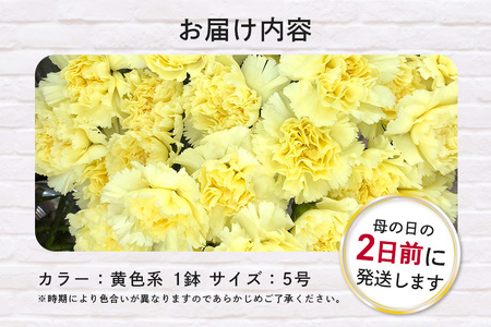  カーネーション 黄色系 鉢植え 母の日 贈り物 A07-008 