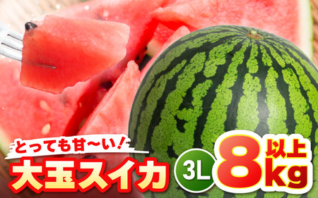 【先行予約】坂井市三里浜砂丘地産 大玉スイカ 3Lサイズ 1玉（8kg以上） 【2025年6月上旬以降順次発送予定】 【スイカ 西瓜 すいか デザート 果物 くだもの 夏 ジューシー 高糖度 お取り寄せ グルメ 産地直送】 [A-19002]