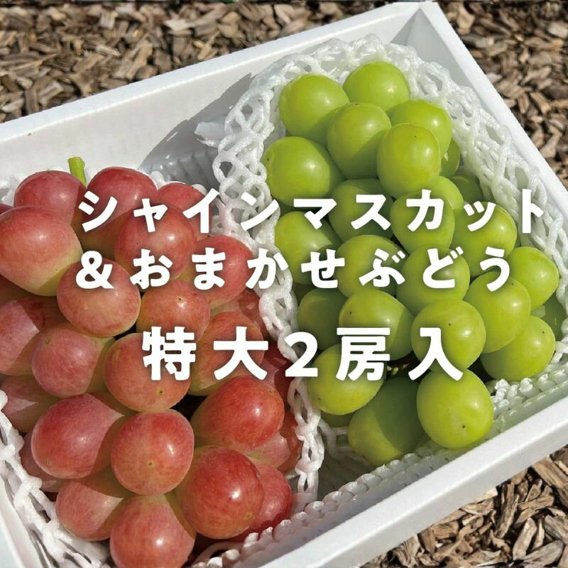 【ふるさと納税】シャインマスカット&おまかせぶどう 特大2房入/計1.3kg～