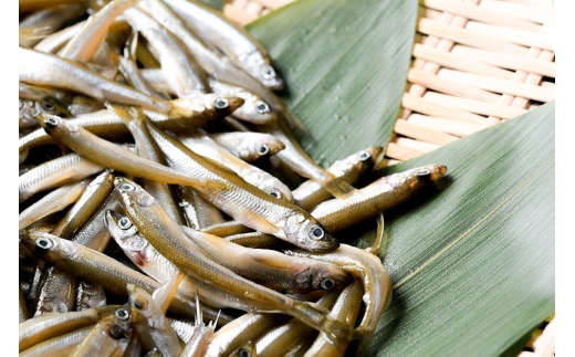 【冷凍】十和田湖わかさぎ 約1kg（約500g×2パック） [わかさぎ 公魚 魚 鮮魚 フライ 天ぷら 美味 十和田湖 国産 冷凍 食卓 ご飯のお供 秋田 小坂町]