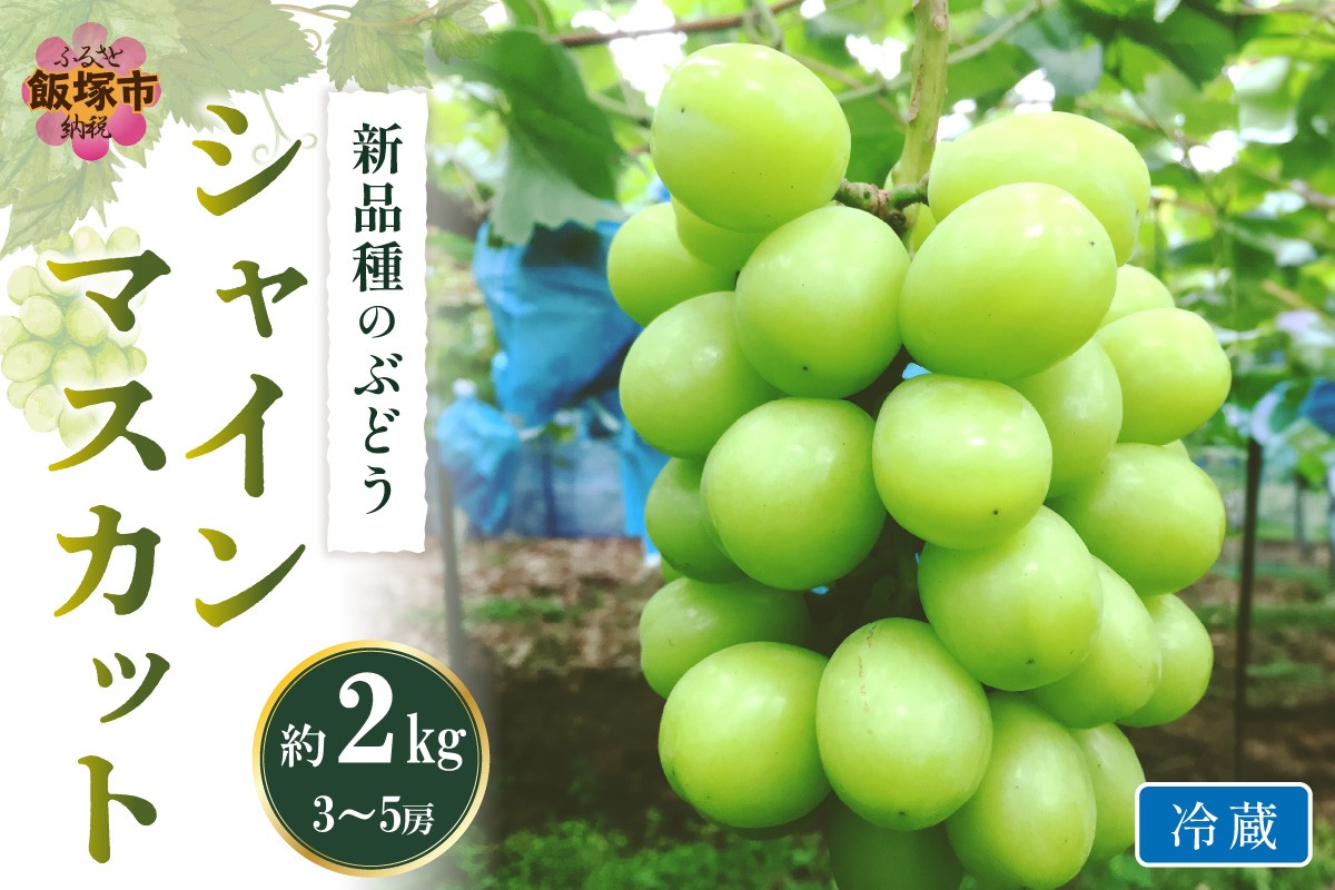 【C-169】シャインマスカット(ぶどう)約2kg＜2025年9月から発送開始分先行予約＞