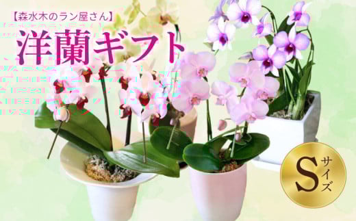 洋蘭 洋蘭ギフトS 鉢花 （高さ30～40cm） 【森水木のラン屋さん】