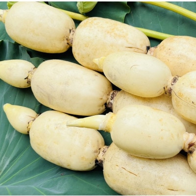 肉厚でシャキシャキの食感と甘みが特徴  掘りたて れんこん 4Kg(4〜7本)【配送不可地域:離島】【1336120】