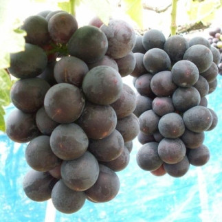 農園直送 3色ぶどう詰め合わせ贅沢セット 約3kg入り 【先行予約】